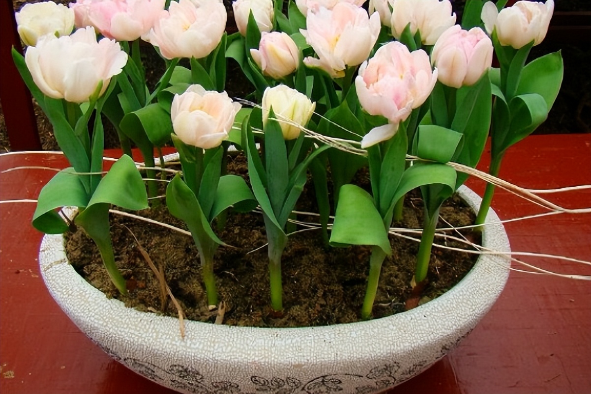 这3种花漂亮又好养1年能开300多天,5种花超好养漂亮上档次