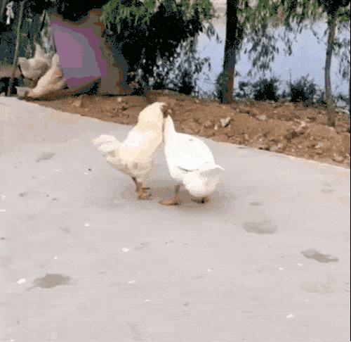 我真的很好奇男生版,我真的很好奇原版视频