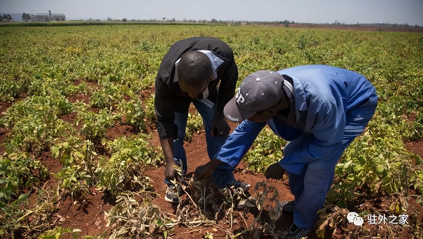 去非洲开农场，比挖金更赚钱？