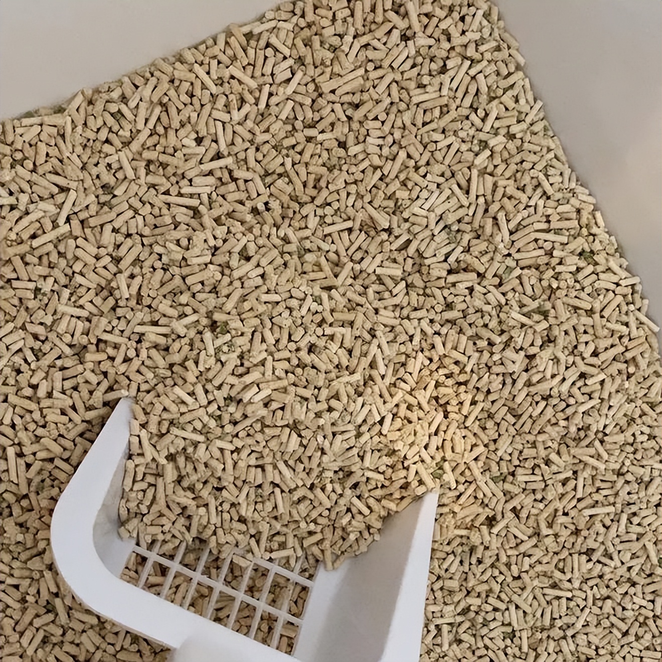 猫砂怎么选?一款好的猫砂,才不会被猫咪“拒收”,使用更持久