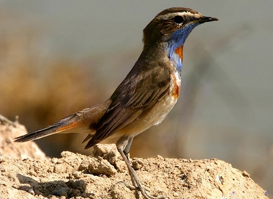 鸟儿大全高清图,高清珍稀鸟动态图片大全