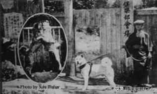 日本忠犬秋田犬,秋田犬最讨人喜欢的狗