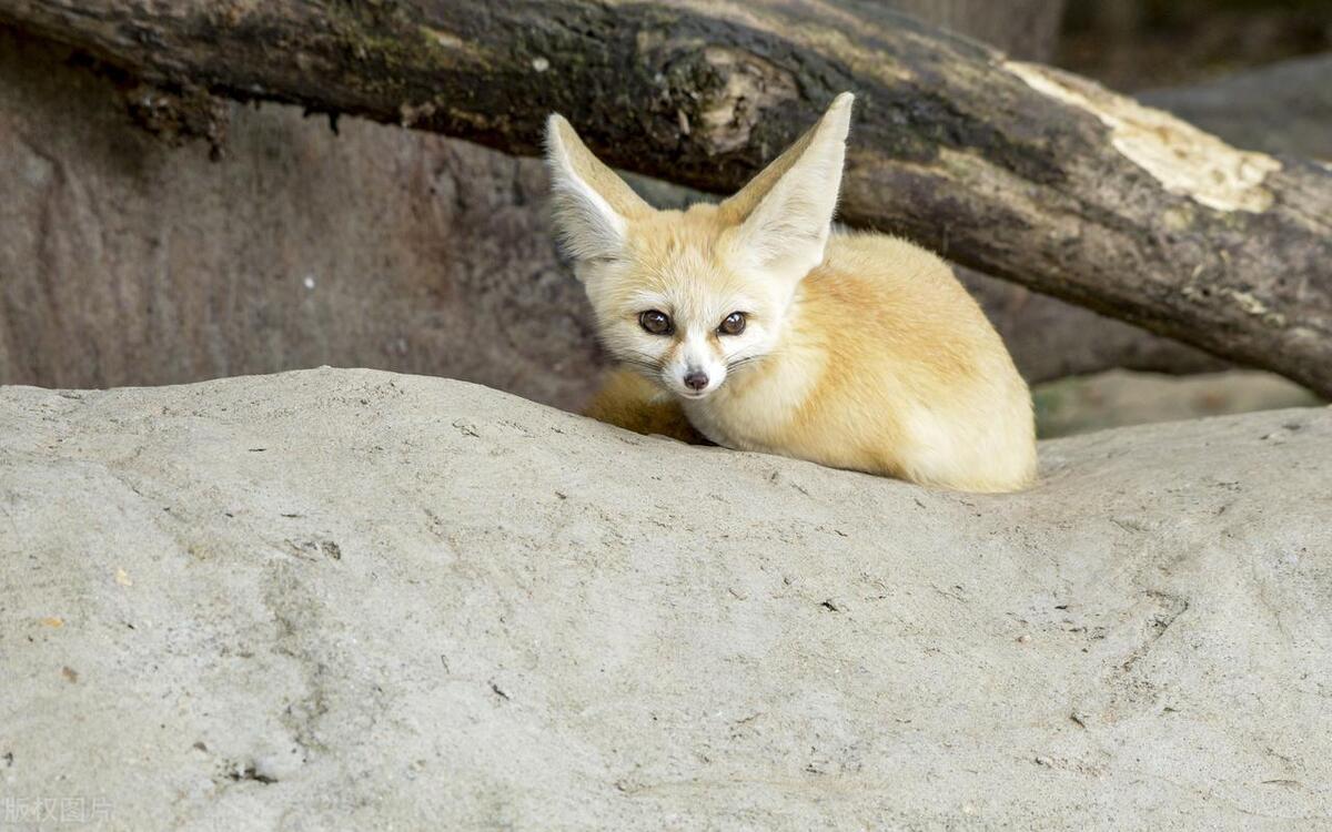 世界上最可爱的十种动物排行榜,世界上十种最可爱的动物