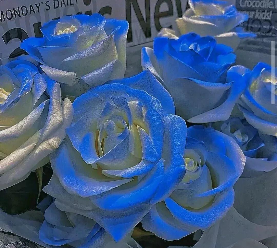 美到窒息的玫瑰花图,鲜花娇艳动人的图片