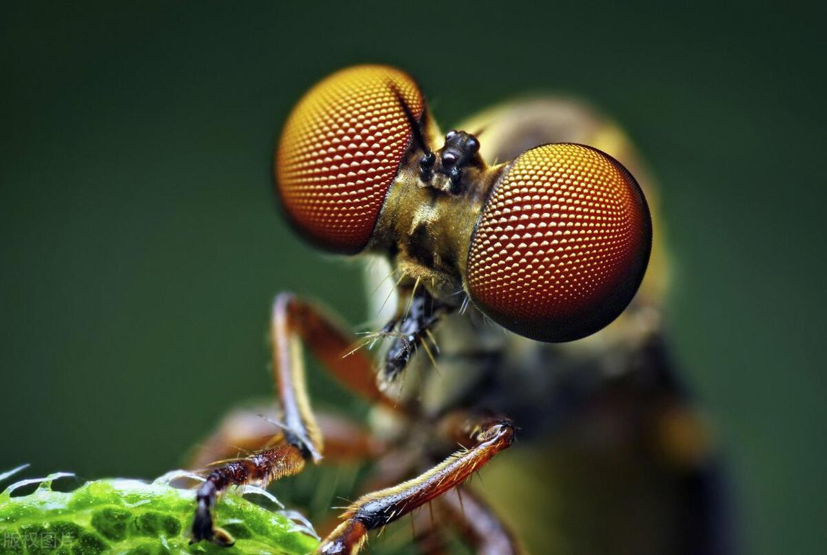 家里苍蝇怎么消灭小妙招,家里出现苍蝇怎么驱赶