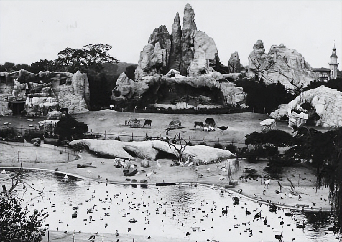 饲养员用膝盖暴击黑猩猩脸,饲养员直播结束时暴击猩猩脸