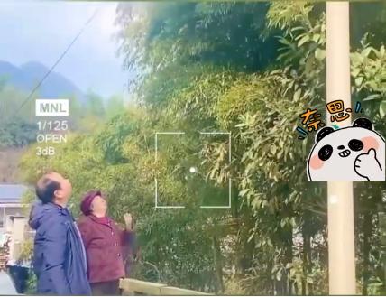 竹子的根穿透力多厉害,竹子的威力有多强大