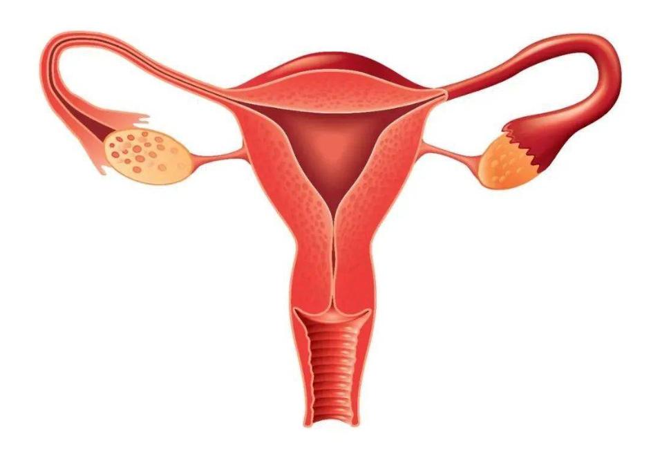 你知道女性的阴道有多长吗？或许和你所想，完全不同！