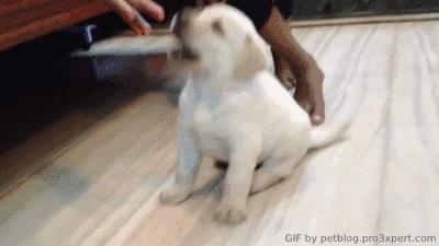 十二星座最适合养猫还是狗,十二星座不适合养的狗狗