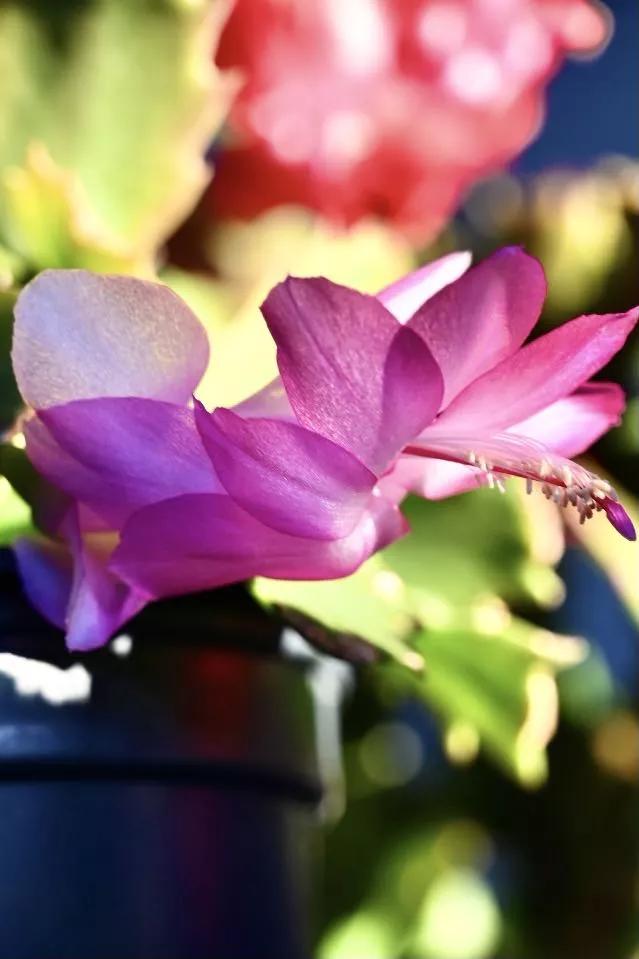 认识各种花的花名,认识各种花的名称