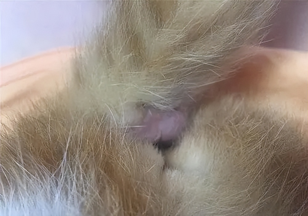 猫咪有肛门腺应该怎么治疗,猫咪有了尿垢怎么办