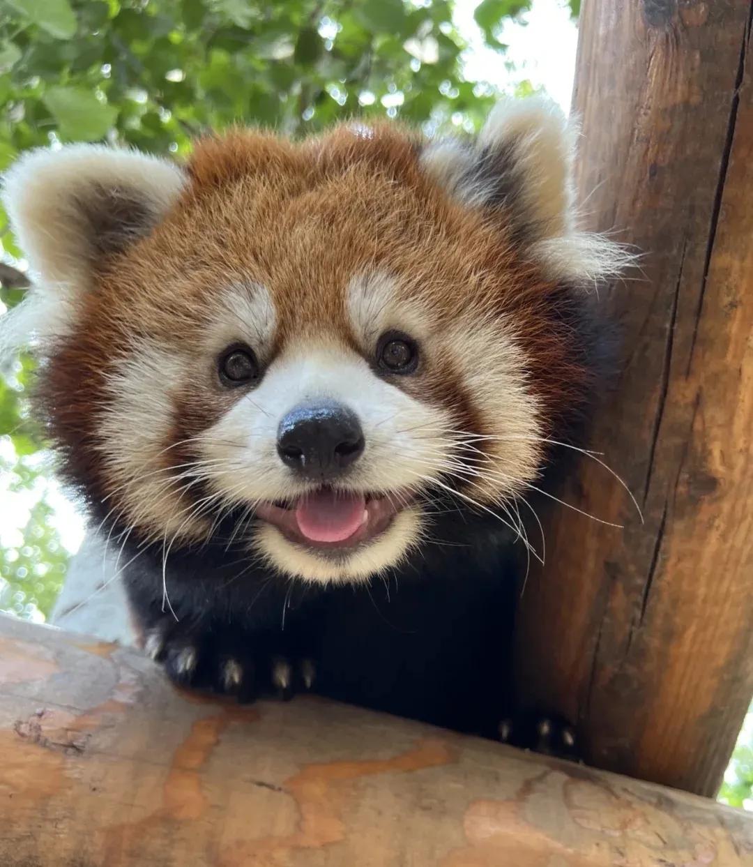 北京野生动物园冬天值得去吗,北京野生动物园怎么订票便宜