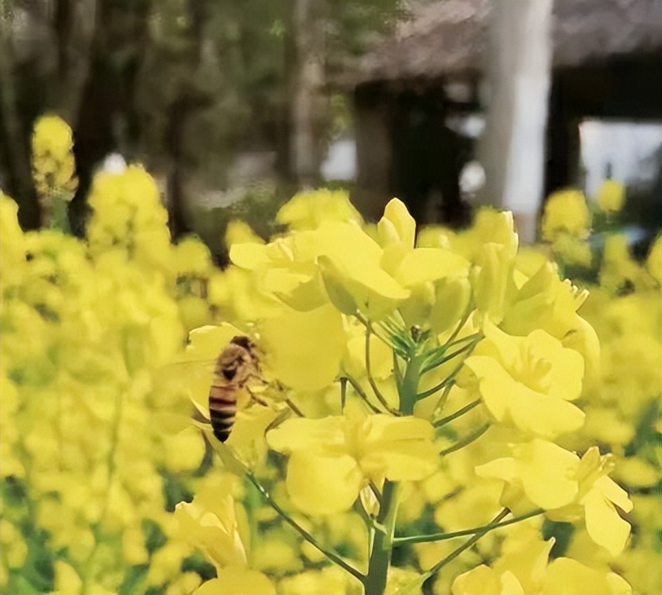 养蜂行业的利润有多少,养蜂业效益分析