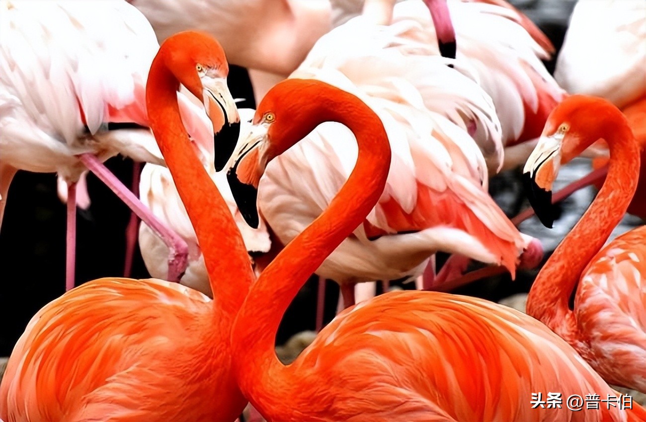 火烈鸟天生是白色的吗,火烈鸟羽毛是不是天生的