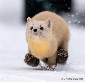 关于动物英语俚语中英文,包含动物的英语俚语或习惯表达