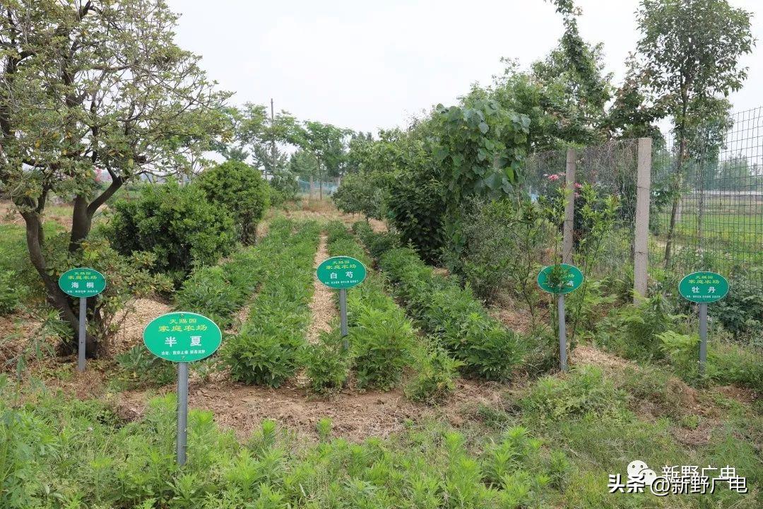 新野县王集中药种植,新野县施庵镇中药材种植