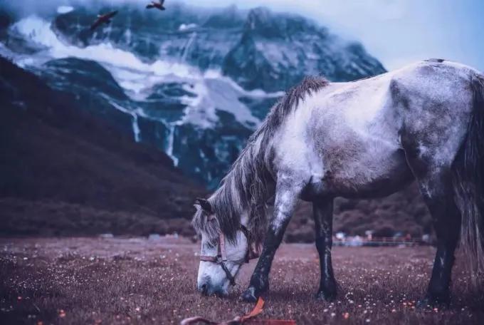 从贵阳到稻城亚丁旅游攻略,稻城亚丁最新旅游攻略