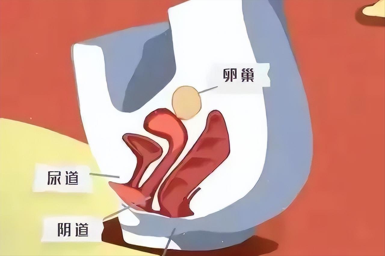 妇科专家外阴痒是什么原因,妇科潮湿是怎么回事