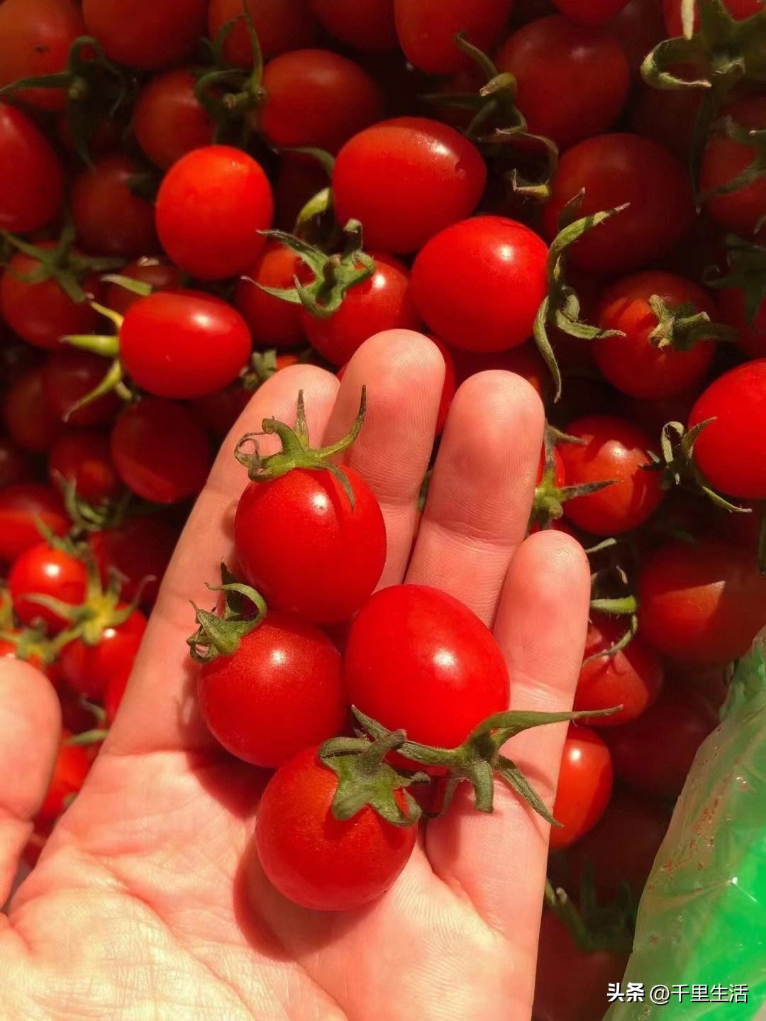海南千禧樱桃圣女果,新鲜樱桃圣女果