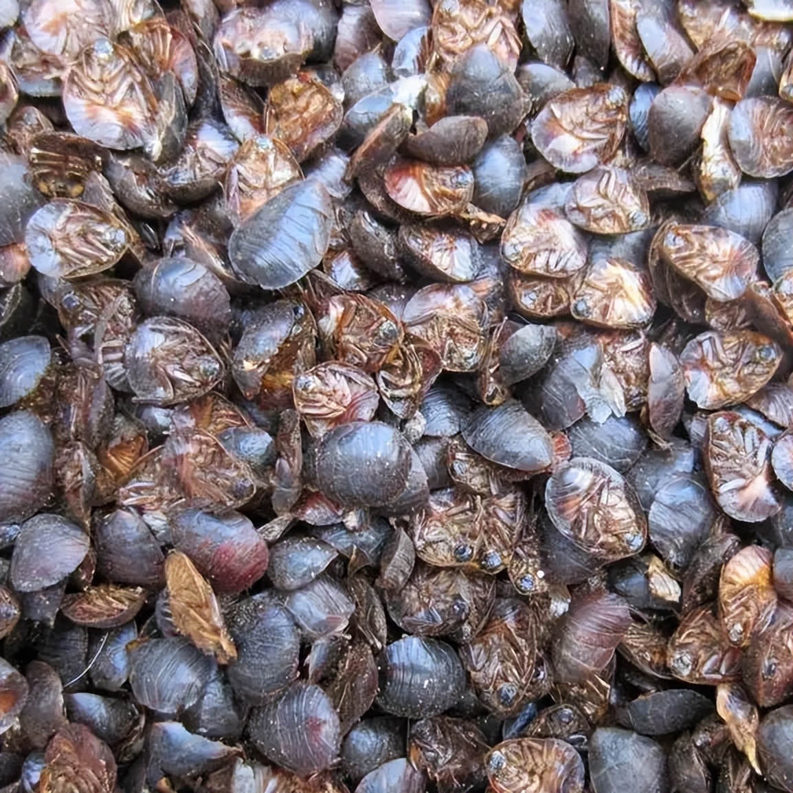 观音虫价格,观音虫是什么虫