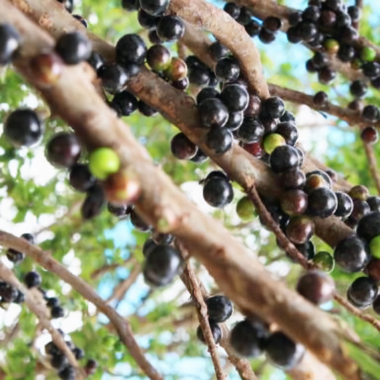 嘉宝果哪个品种最好,嘉宝果树什么品种好