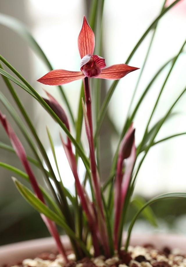 这才是中国名贵兰花,比较名贵的兰花