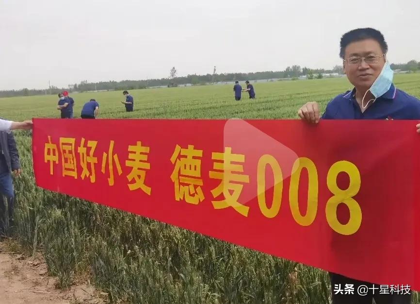 抗病能力强的河北小麦品种,德麦008小麦品种详细介绍