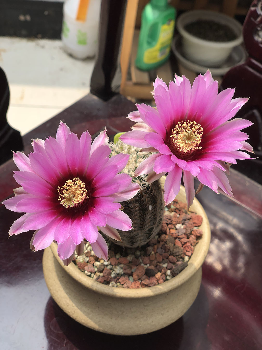 美丽/奇异花草欣赏系列——各种仙人球之“虾”