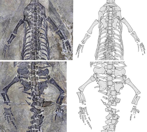 距今2.44亿年的奇异罗平龙被发现，恐龙迷的DNA狠狠地动了！