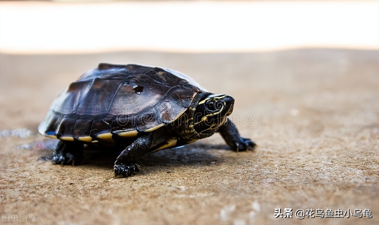 买的小乌龟应该喂什么吃,小乌龟吃什么更合适