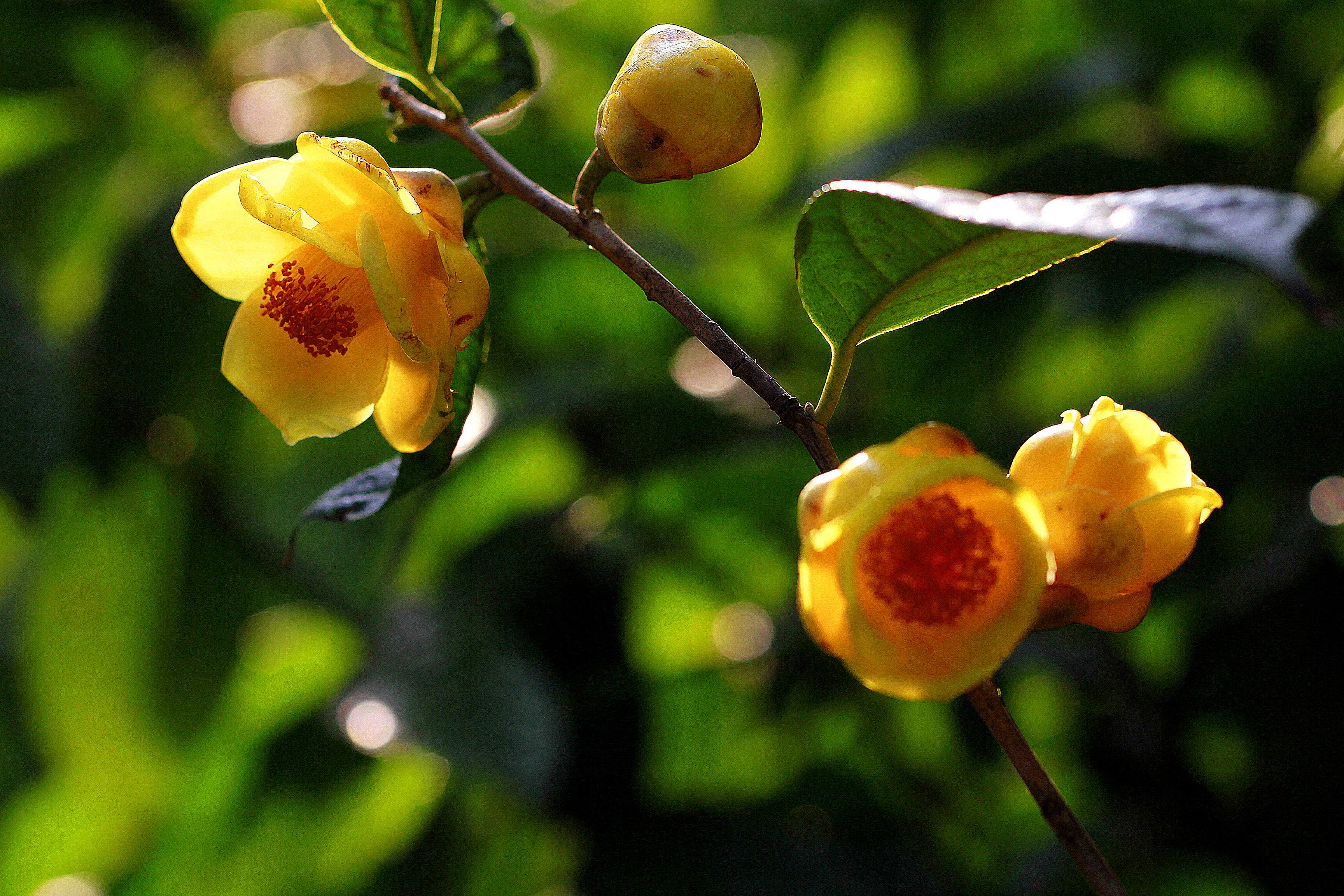 10种名贵花,什么名贵的花最好养