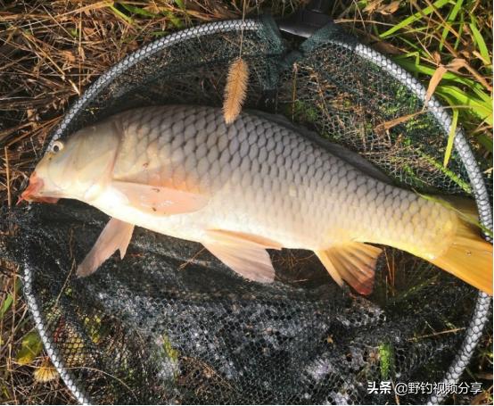 六月份钓鱼的好钓法,钓鱼口诀7浅7深文字版