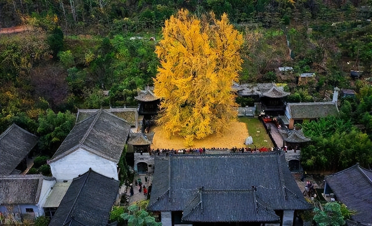 一棵树就是一个景点,一棵树的春夏秋冬绝美风景
