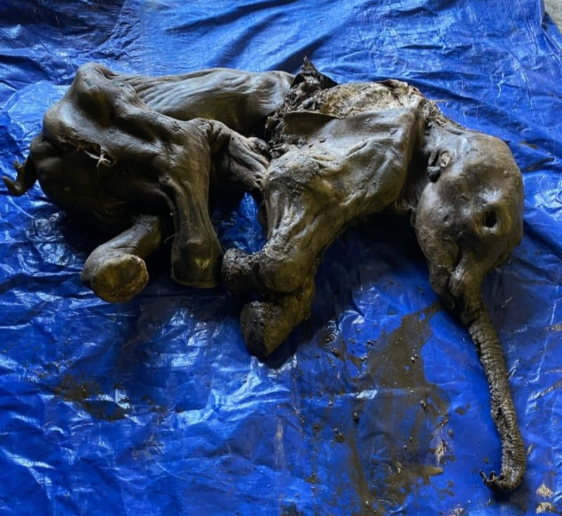 猛犸象为何在1670年就灭亡了,猛犸象加拿大