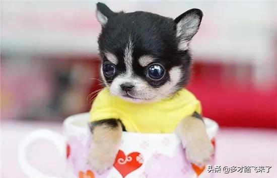 十二星座茶杯犬,茶杯犬图片高清壁纸