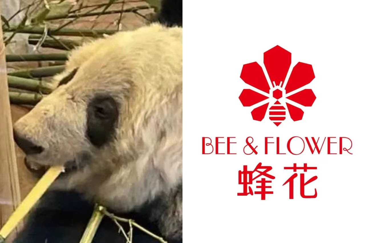 大熊猫丫丫被蜂花认养成功了吗,蜂花回应要认养熊猫丫丫