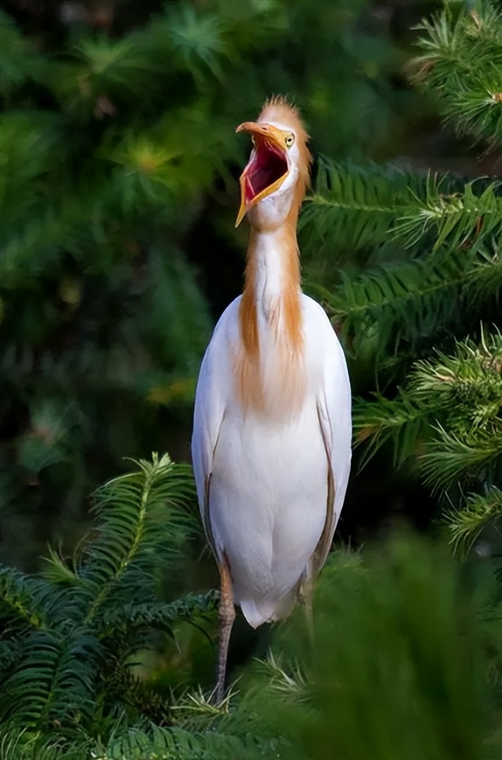 爱登堡的自然界,爱登堡效果