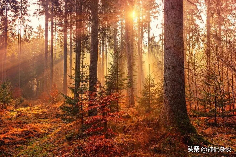 世界上鼻子最长的是什么动物,世界鼻子最长的人