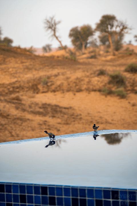 阿联酋丽思卡尔顿,阿联酋野奢帐篷