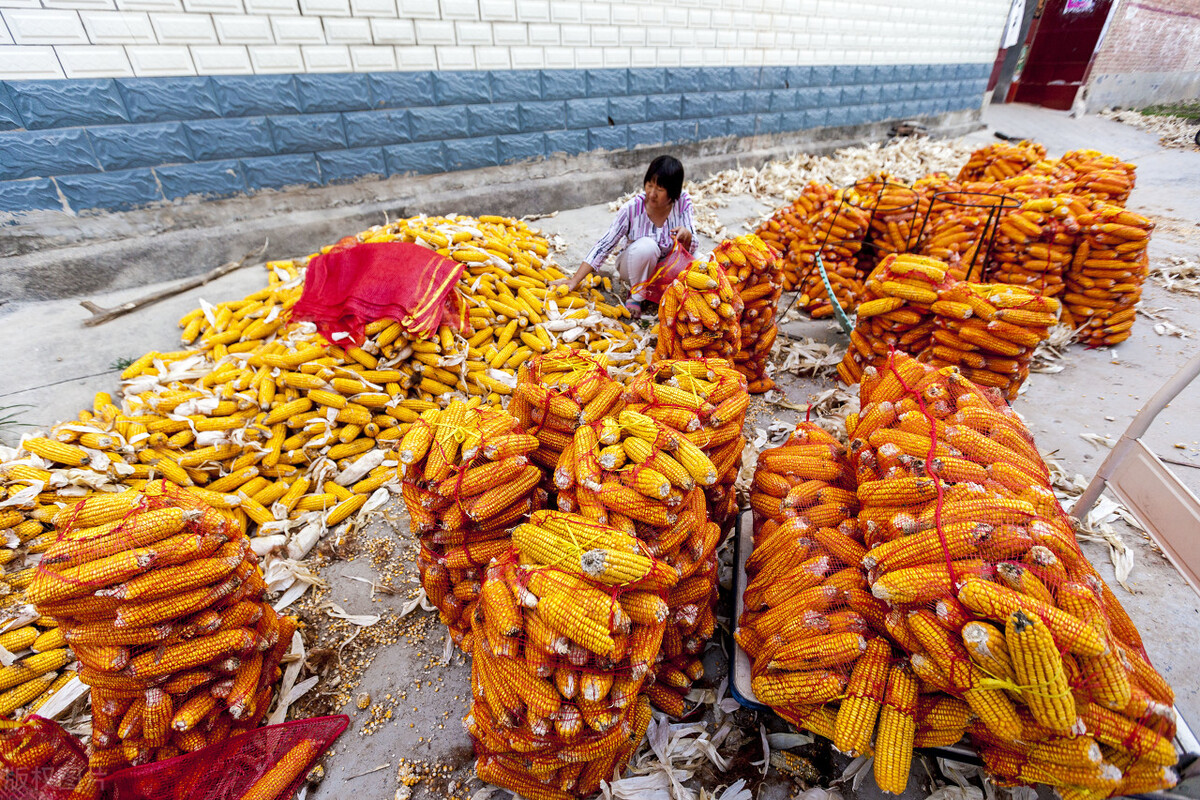 正月十八，东北玉米终于“开门红”！几十家企业涨价收购玉米