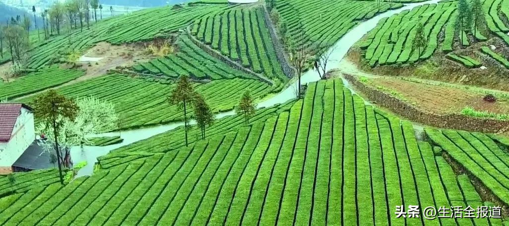 深化对口帮扶||五峰宜红茶:入选中国三大红茶之一究竟有何魅力?