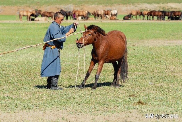 金帐汗蒙古部落好玩吗,金帐汗蒙古部落景点位于哪里