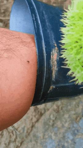 广东人的灭蚊术,阎王见了也发怵