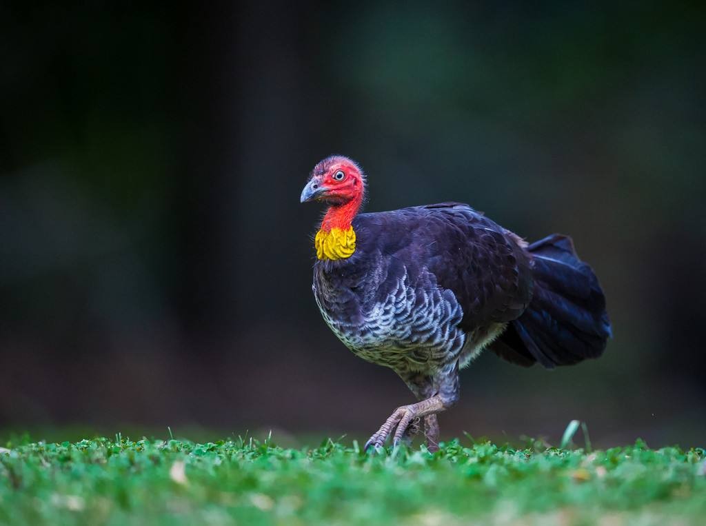 世界上最大鸟巢,世界最大的鸟巢排名