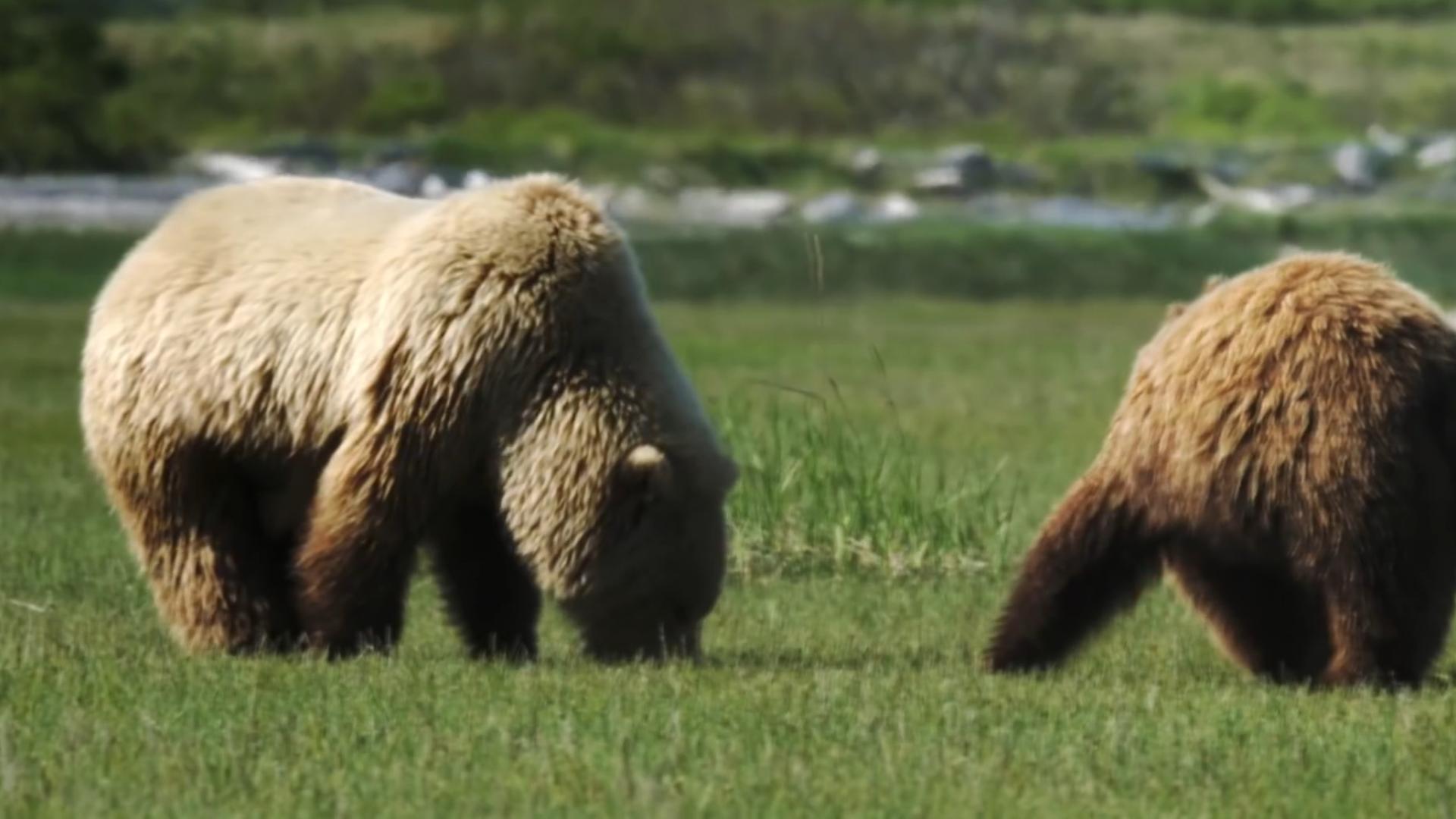 东北虎和东北棕熊谁厉害,东北虎和棕熊体重相同谁厉害