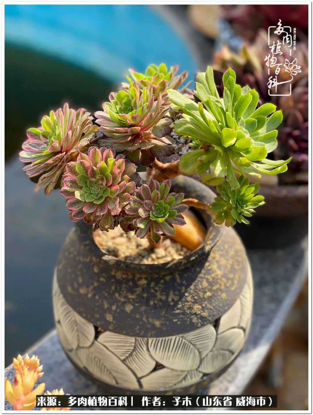 法师多肉成长史,法师多肉新手教程