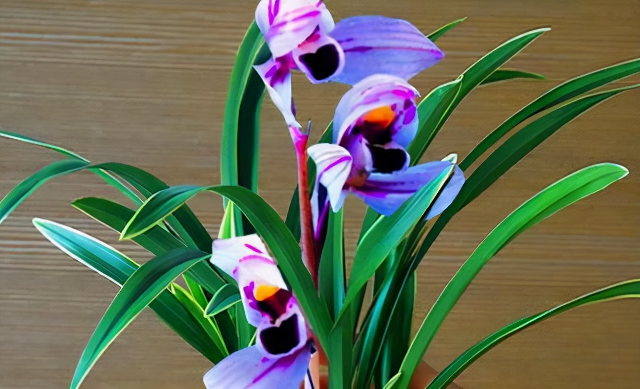 建兰花开富贵品种简介,建兰大红色兰花图片