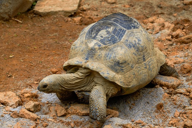 欧洲陆龟容易结石吗,陆龟结石如何处理