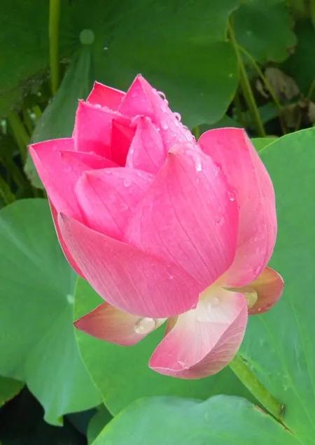 一花一世界一念一佳人的图片,一花一世界一叶一春秋图片