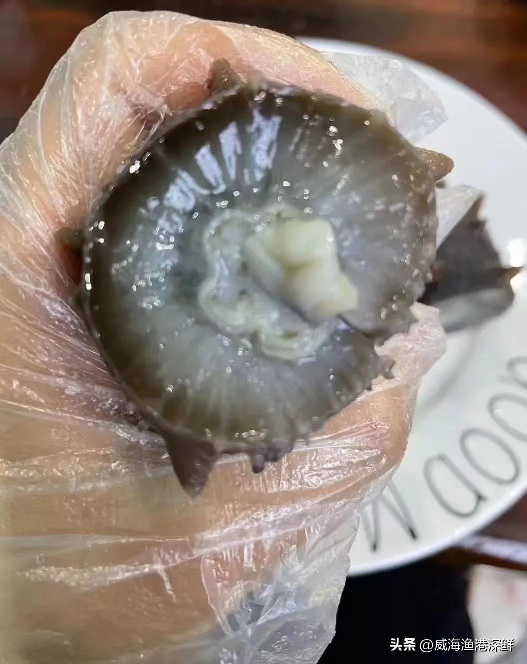 网上海参哪家卖得比较好,网上卖大连海参咋样